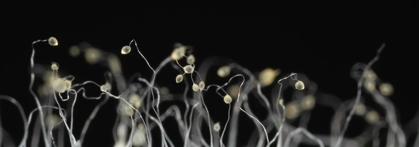 The predator's dilemma