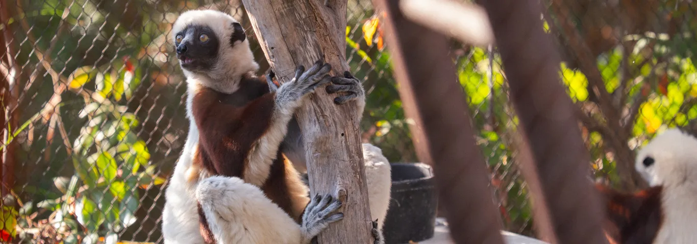 New initiative launches to save primates and transform global conservation approaches