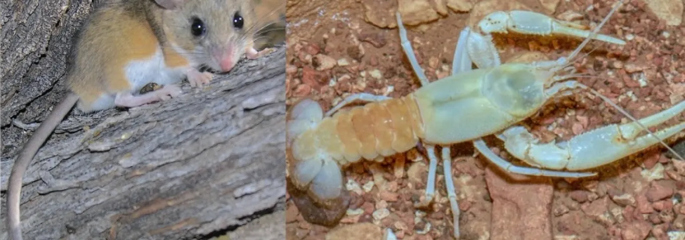 What mice and crayfish can teach us about evolution