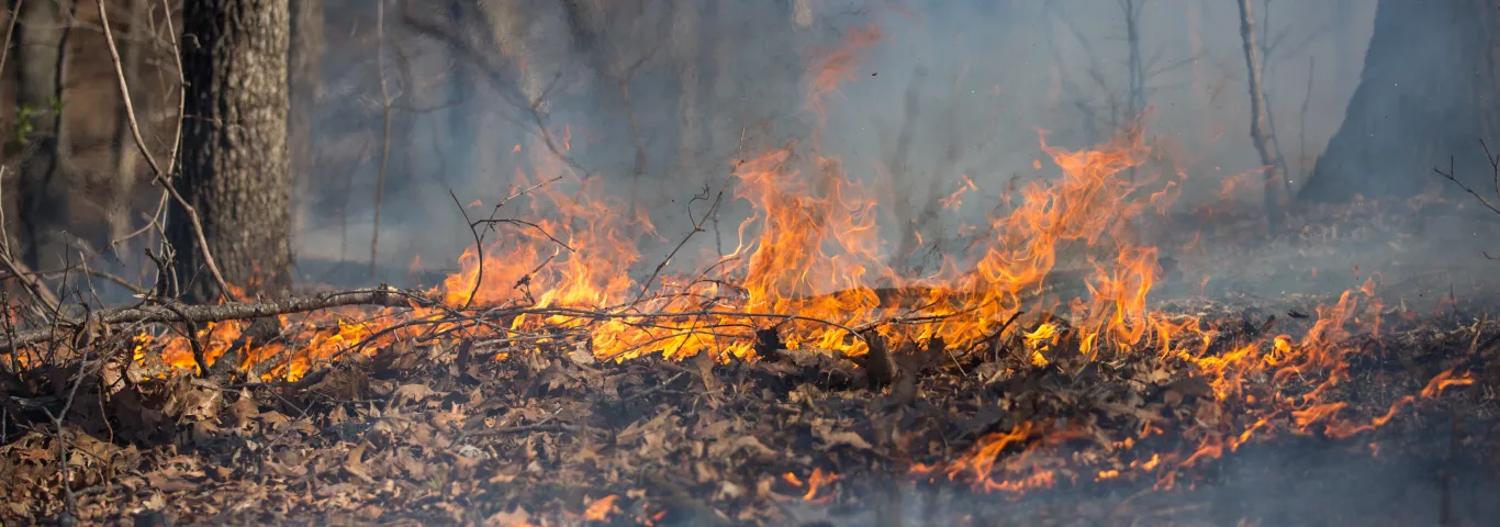 Hot topic: Fire and biodiversity in the Missouri Ozarks