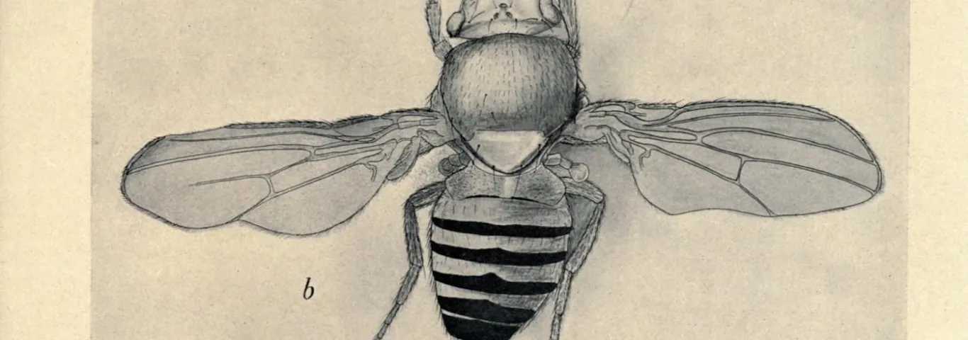 Franken-flies: How undergraduate Foltz explores a unique DNA pattern in fruit flies