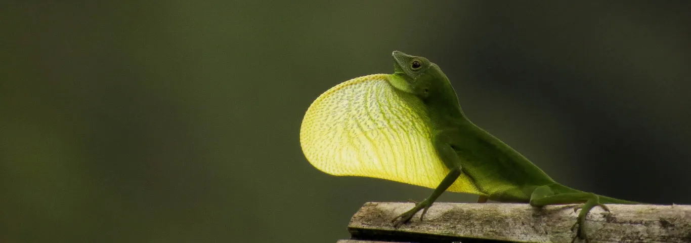 Jhan Carlos Salazar explores the peaks and valleys of evolution