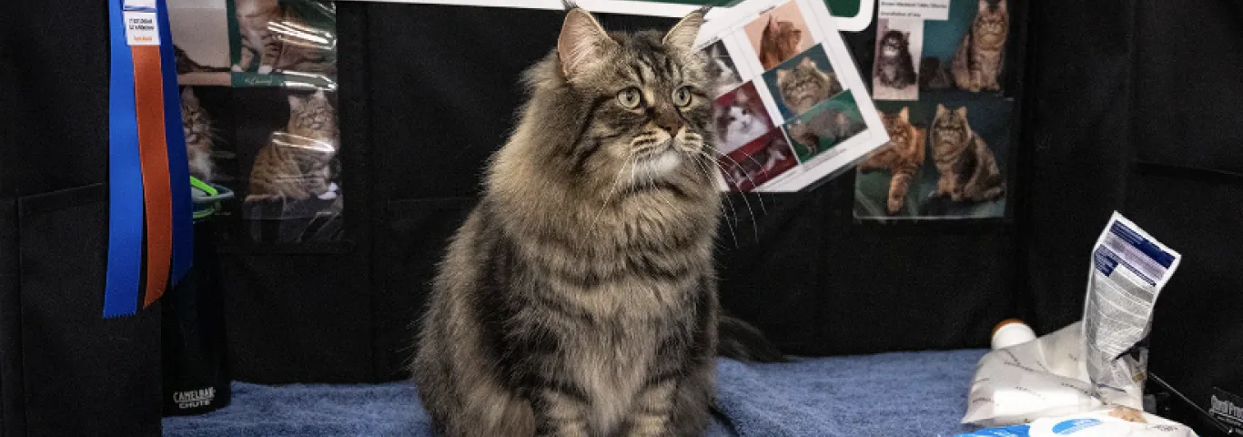 From the savanna to your sofa