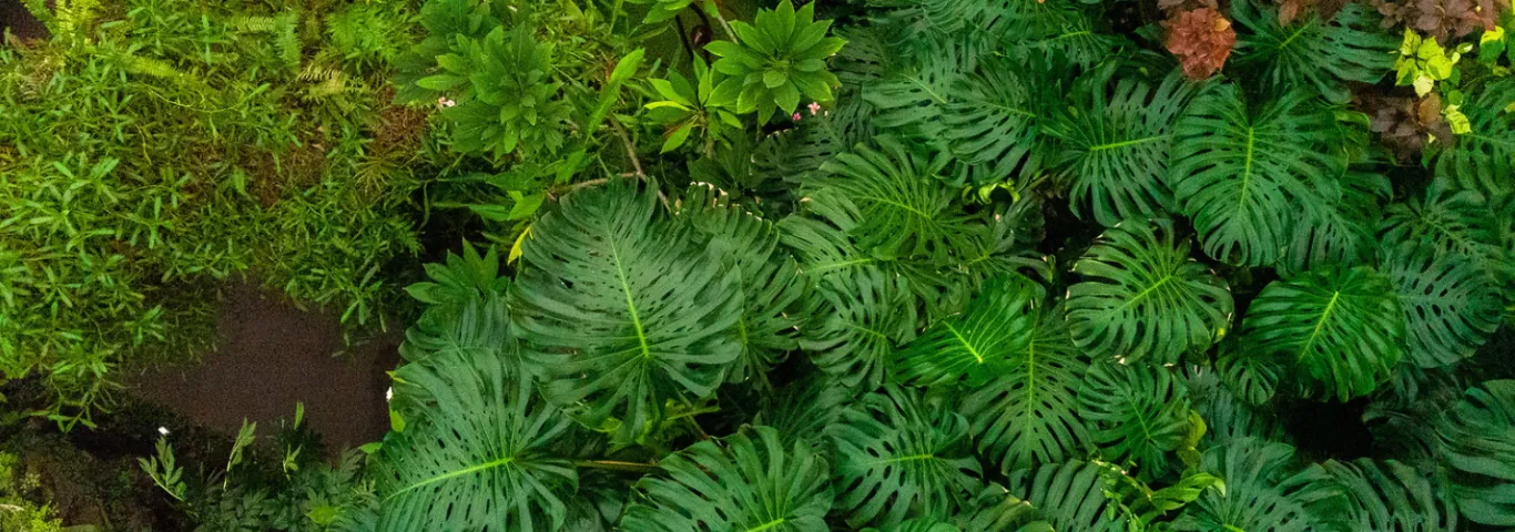 World-renowned experts in tropical plant biodiversity join WashU, Missouri Botanical Garden