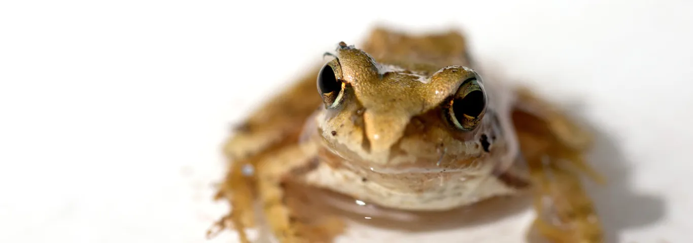 Frog love and the decoy effect