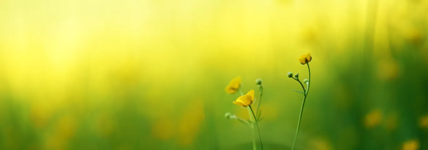 The secret lives of plants