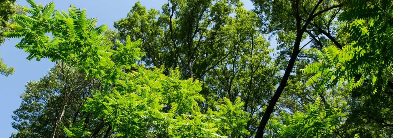 Roots of diversity: How underground fungi shape forests