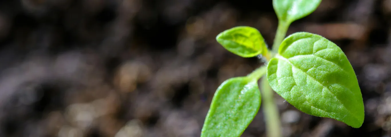 How harmful bacteria hijack our crops