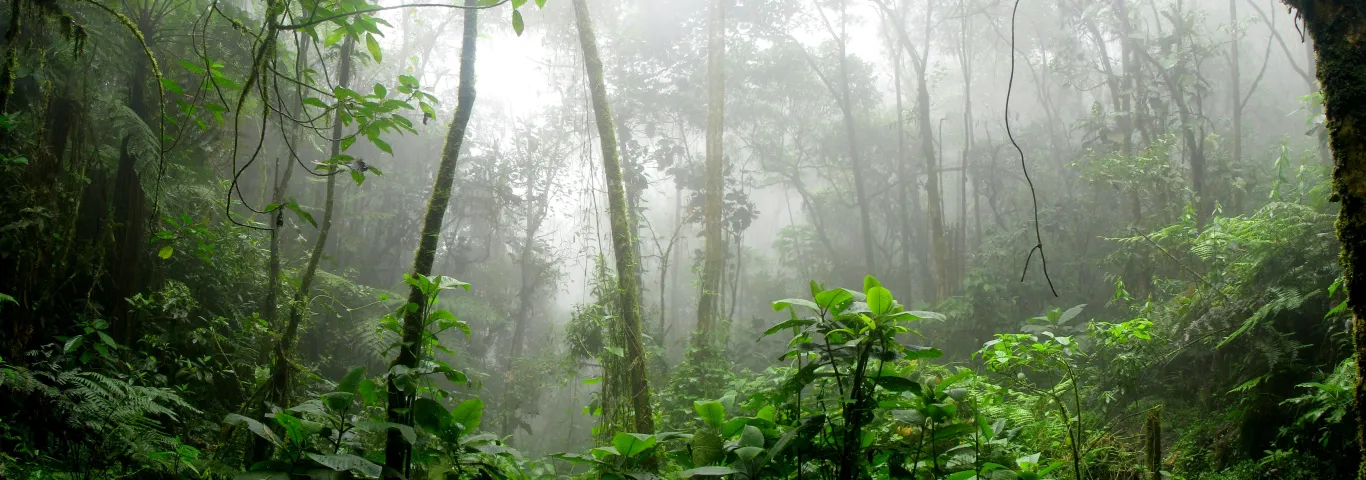 Tropical bounty: How forests can turn into chemical factories