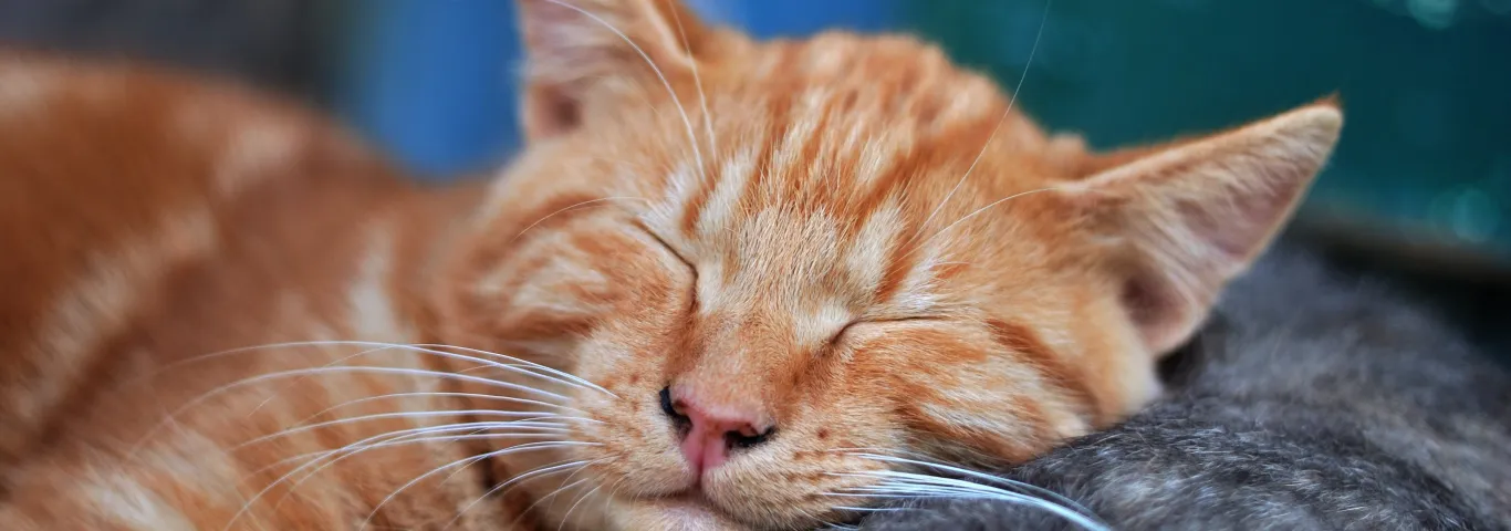 Why do we sleep? Researchers propose an answer to this age-old question