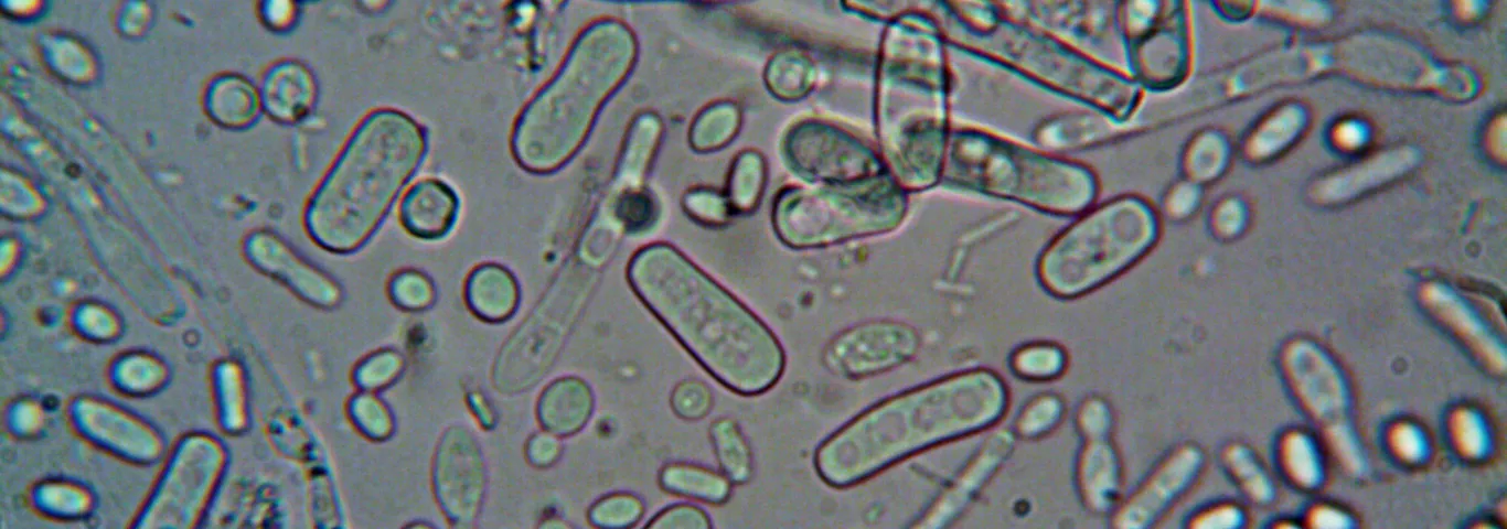 Tikhonov wins NSF CAREER award