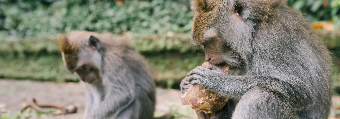 Garnett wins Leakey Foundation grant