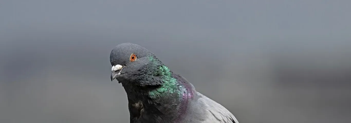 Pigeons of St. Louis: A new look at a cosmopolitan bird