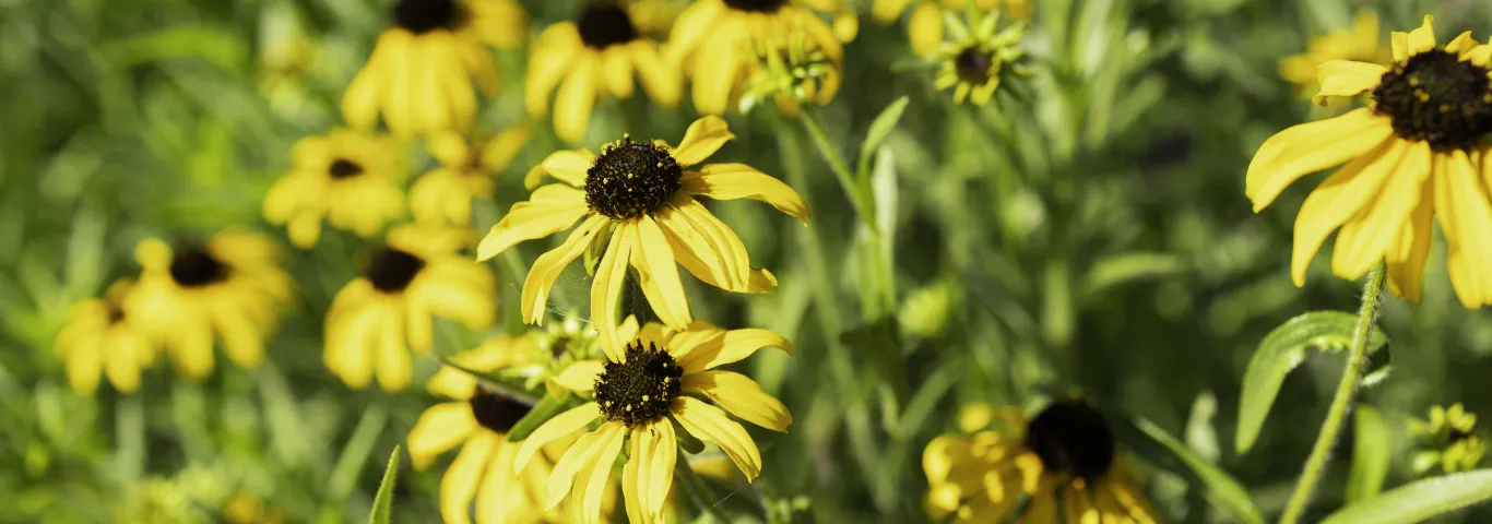 Climate change is super-charging St. Louis wildflowers