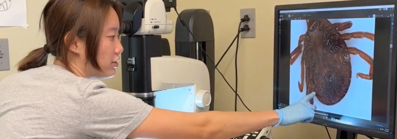 Meet the undergrad who discovered St. Louis County’s first longhorned tick