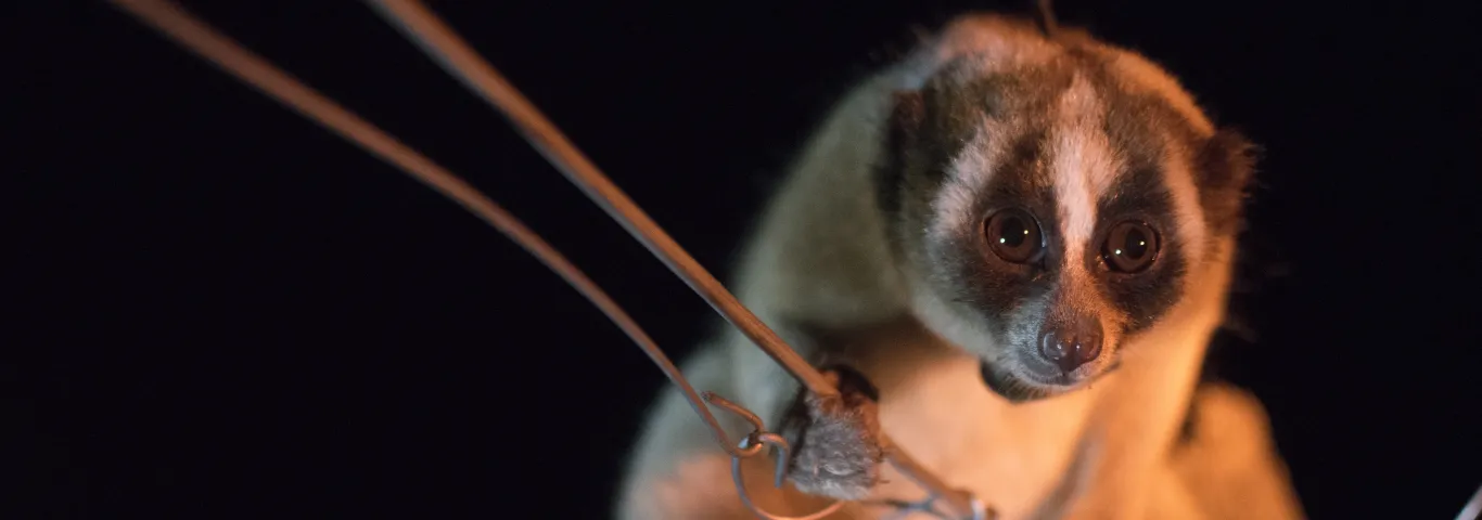 Using drone imagery to help the slow loris