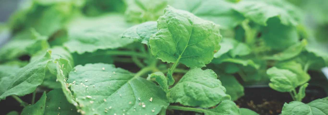 A plant research powerhouse