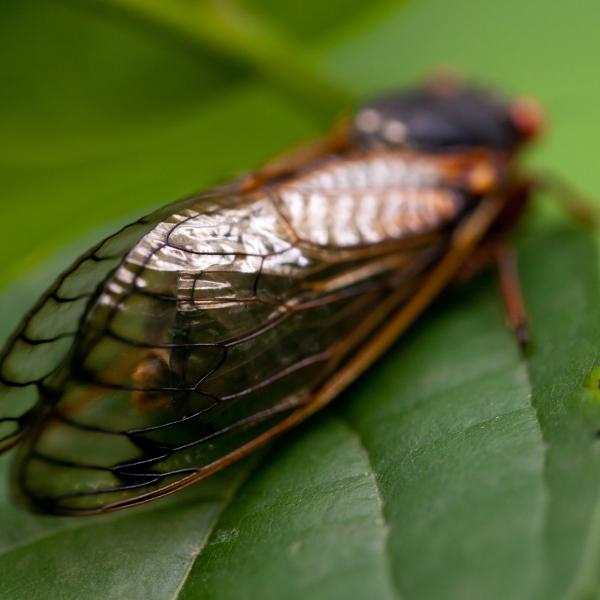 Cicada at Tyson