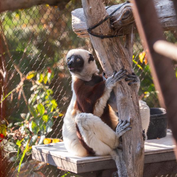 New initiative launches to save primates and transform global conservation approaches