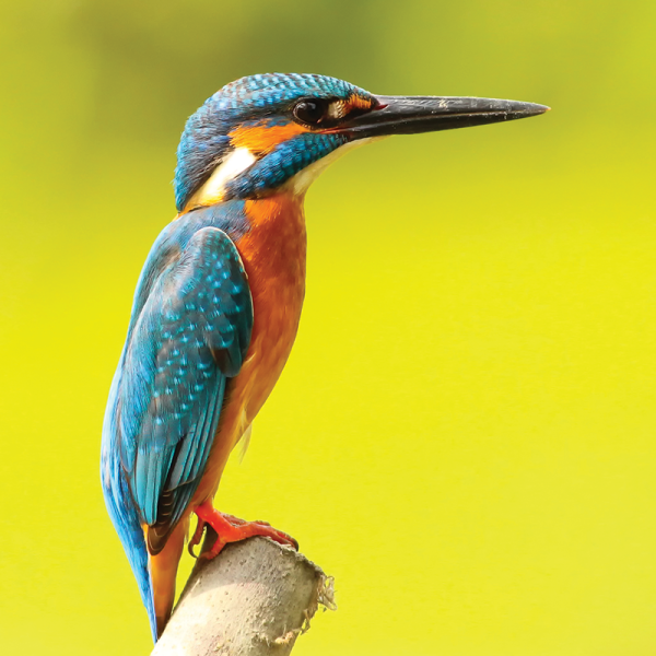 Environmental Earth Science Minor