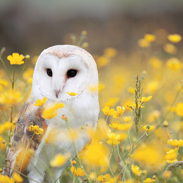 Tyson Research Center