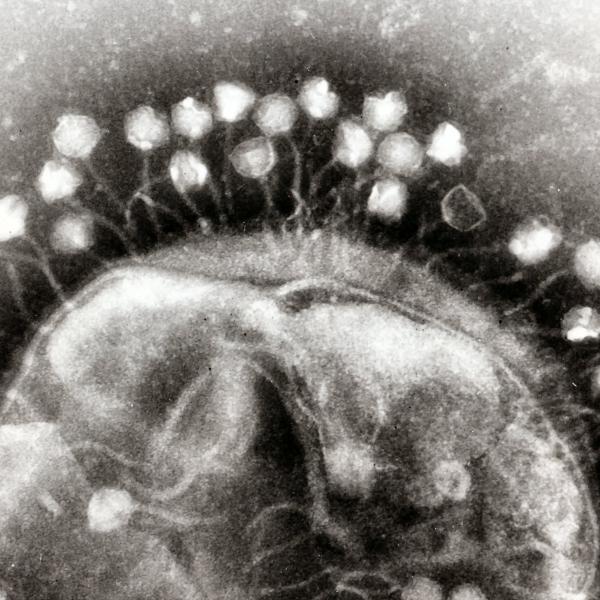Image of Phage.