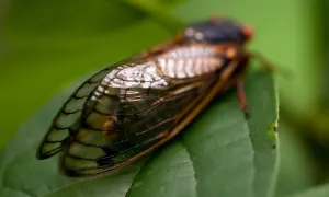 Cicada at Tyson