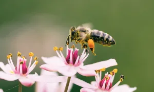 ""