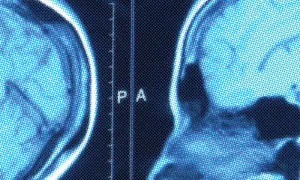 Biology Major Neuroscience