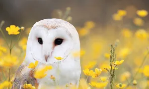 Tyson Research Center