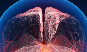 Brain image for Mind, Brain, and Behavior