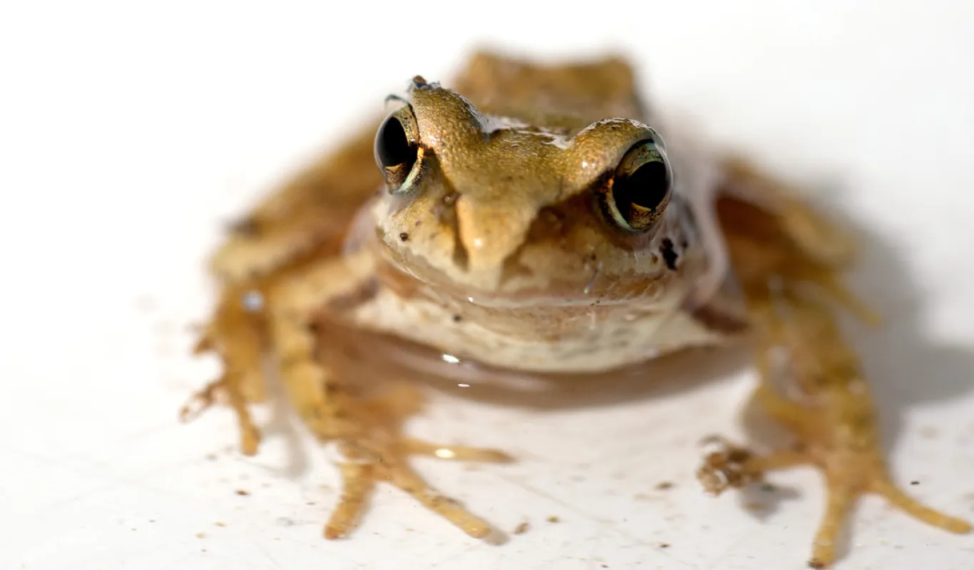 Frog love and the decoy effect | Arts \u0026 Sciences, image size:1366x800