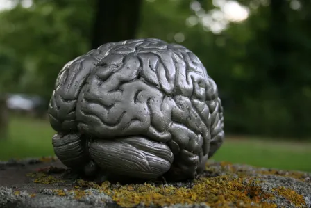 Brain