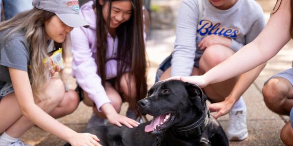 One of WashU's community dogs is petted by a group of students.