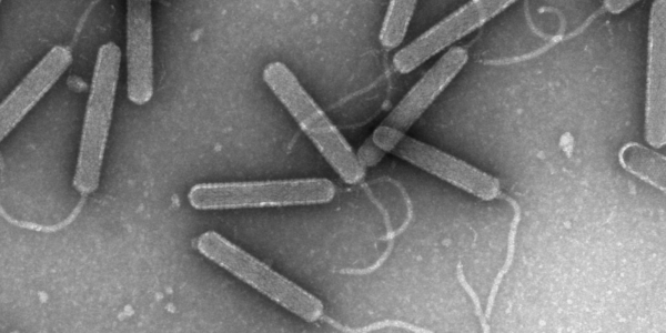 phage hunters