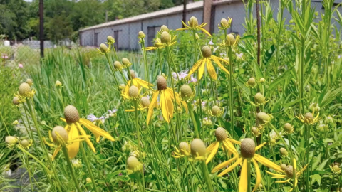 Tyson prairie restoration