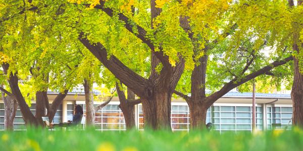 Ginkgo tree fall foliage at Washington University