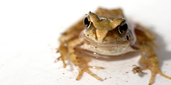 Tungara frog against a white background