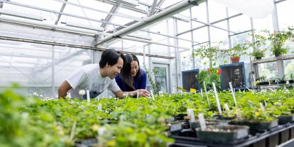 A student and professor examine a plant while conducting research in a greenhouse.