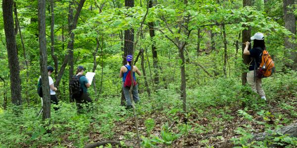Roots of diversity: How underground fungi shape forests