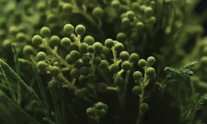 Environmental Biology Major