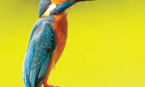 Environmental Earth Science Minor