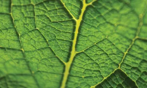 Environmental Studies Minor.