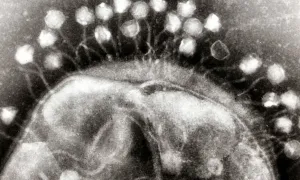 Image of Phage.